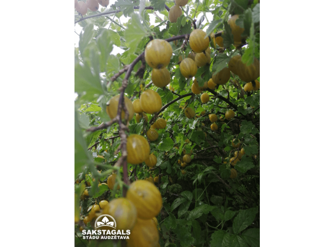 Grossularia reclinata   'Kuršu dzintars'